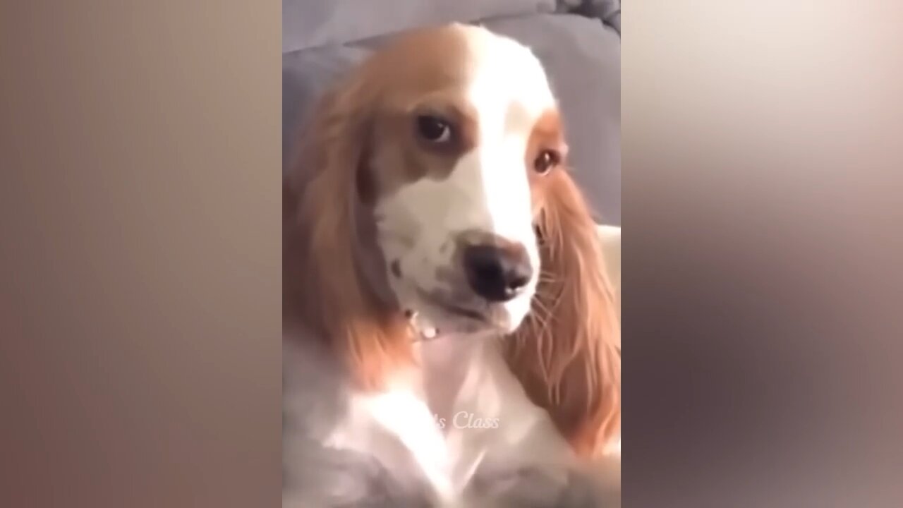 Funny Dog and Cat Videos - Part 1
