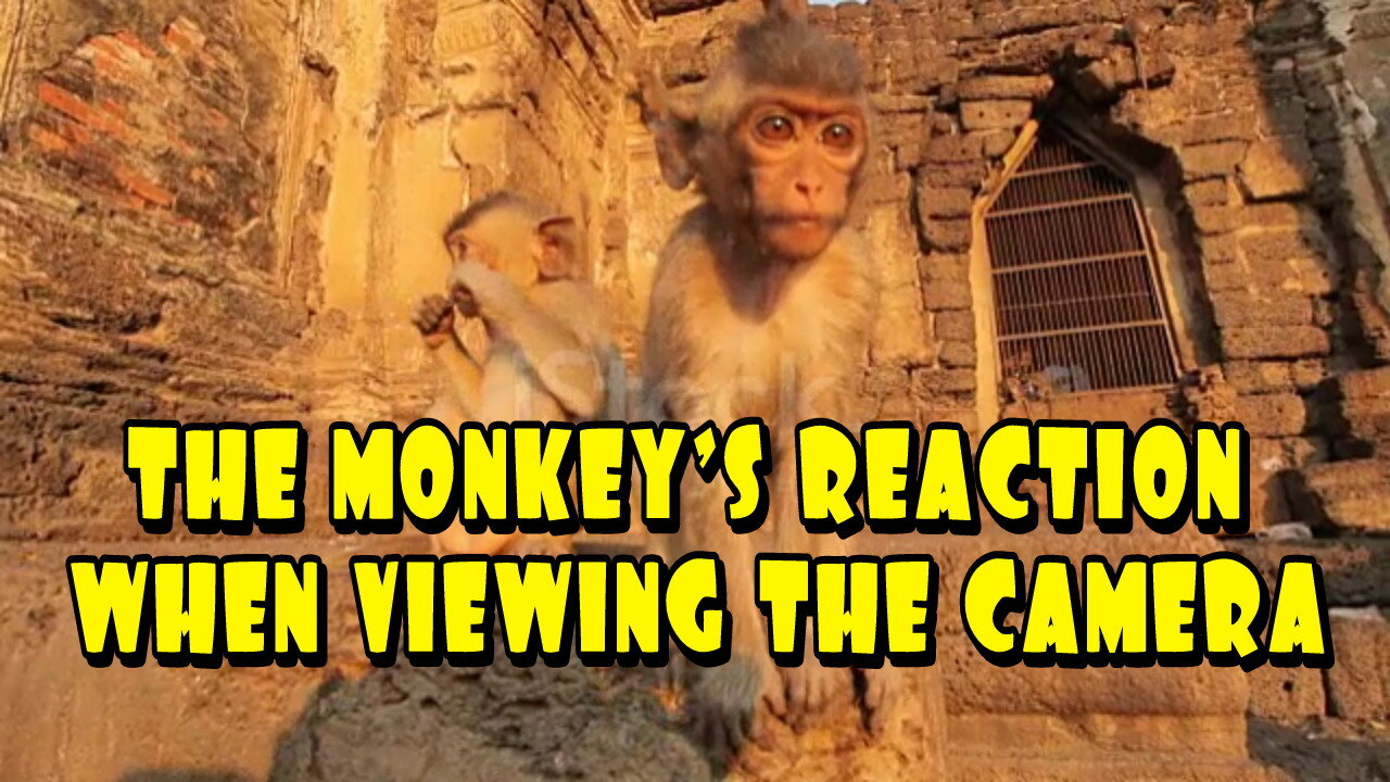 THE MONKEY'S REACTION WHEN VIEWING THE CAMERA