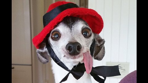 I would die laughing for these funniest dogs