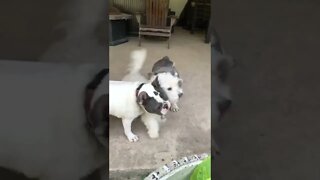 Took off with my rosebud, 🤷🏼‍♀️💐! #shorts #viral #tiktok