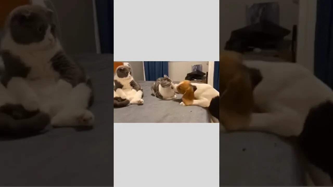 Lol. . .🐶🐈