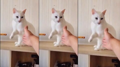 funny cat rection