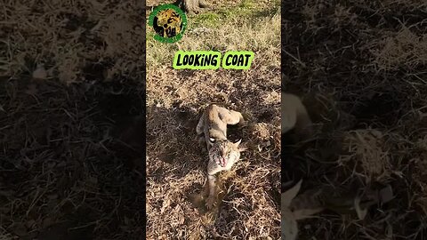 Beautiful But Vicious Bobcat No. 4 #outdoors #trapping #viral #fyp