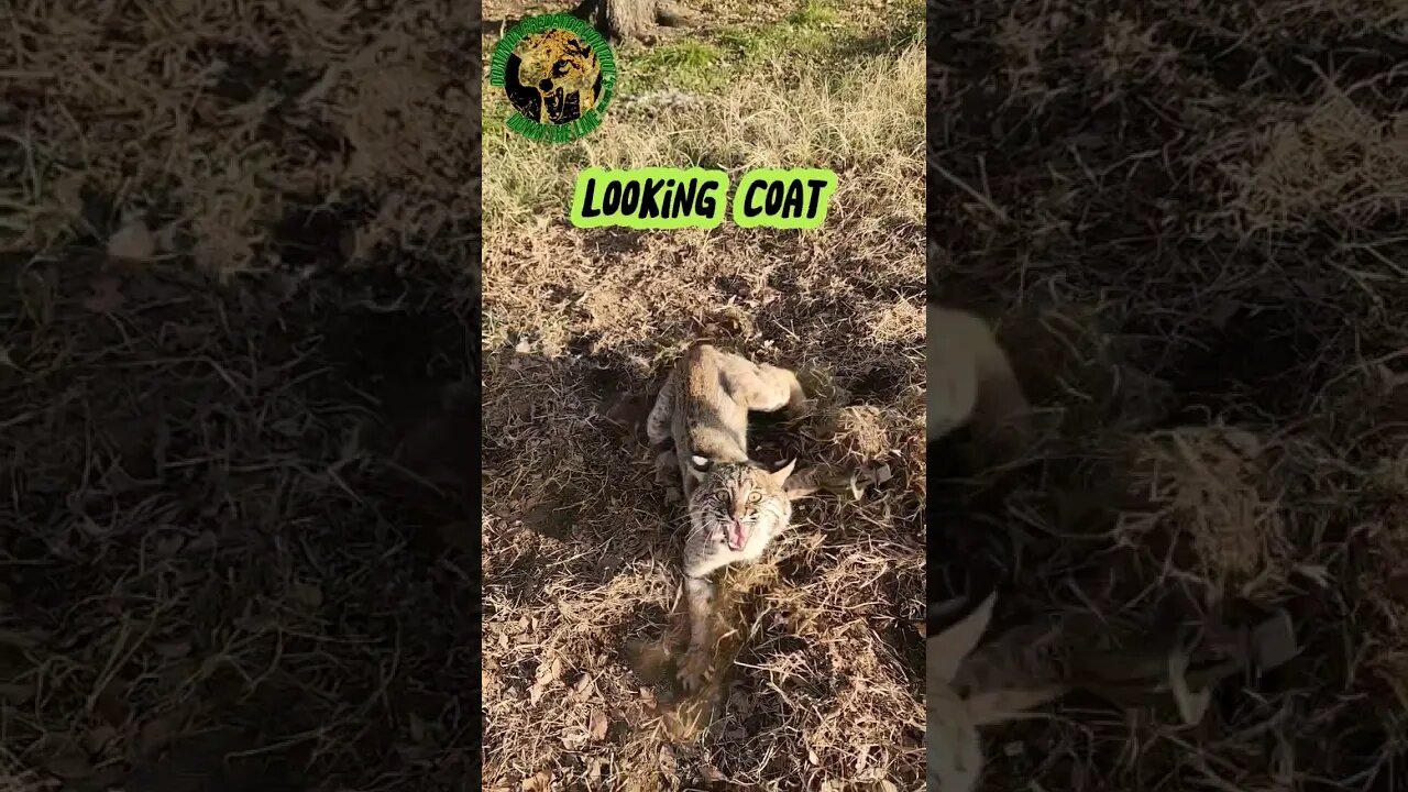 Beautiful But Vicious Bobcat No. 4 #outdoors #trapping #viral #fyp