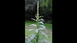 The Great Mullein