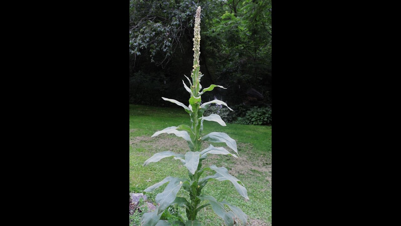 The Great Mullein