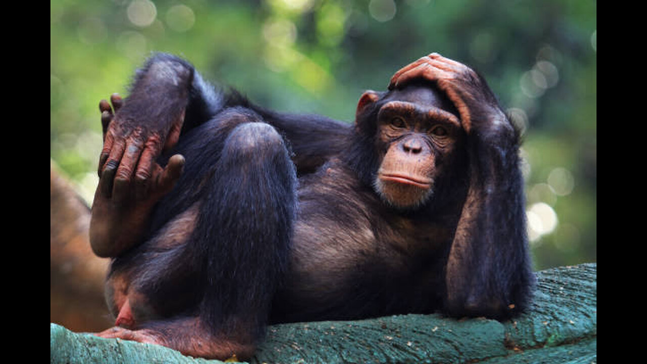 Chimpanzee taking bath in Kitchen