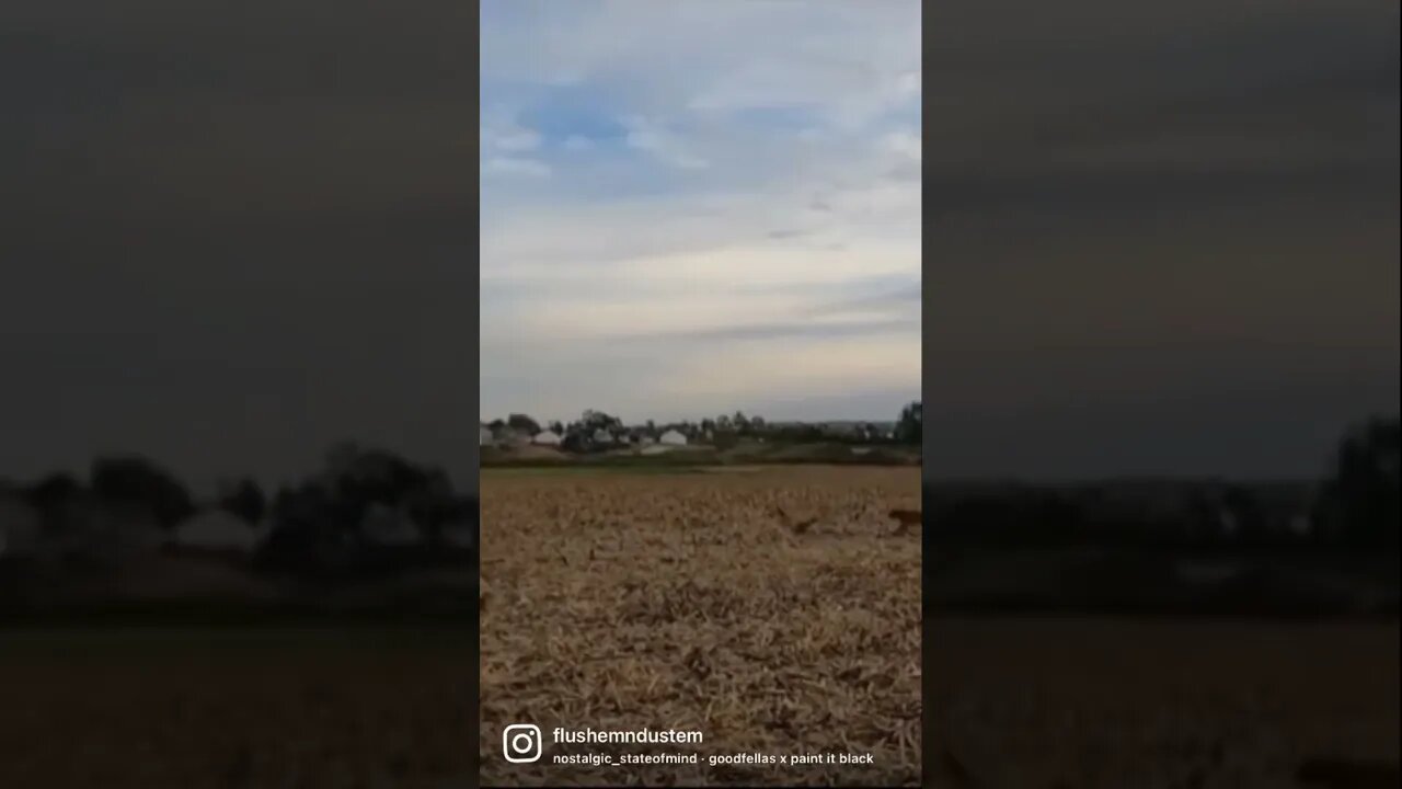 Who can name the movie of the audio?? #gooseseason #goldenretriever #blow
