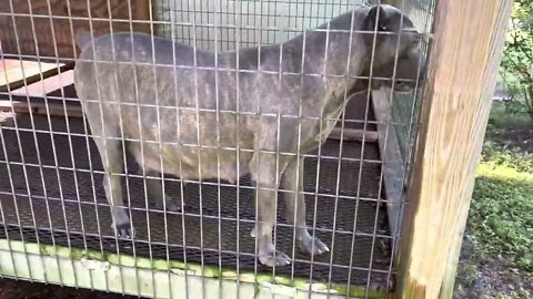 Update on breeding w/ ASC’s Bumper x ASC’s Jazz