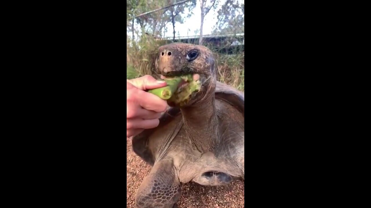 Most funniest animals of 2023 😂