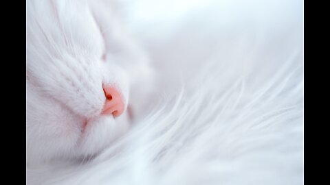 Adorable cute kitten / what a lovely baby cat