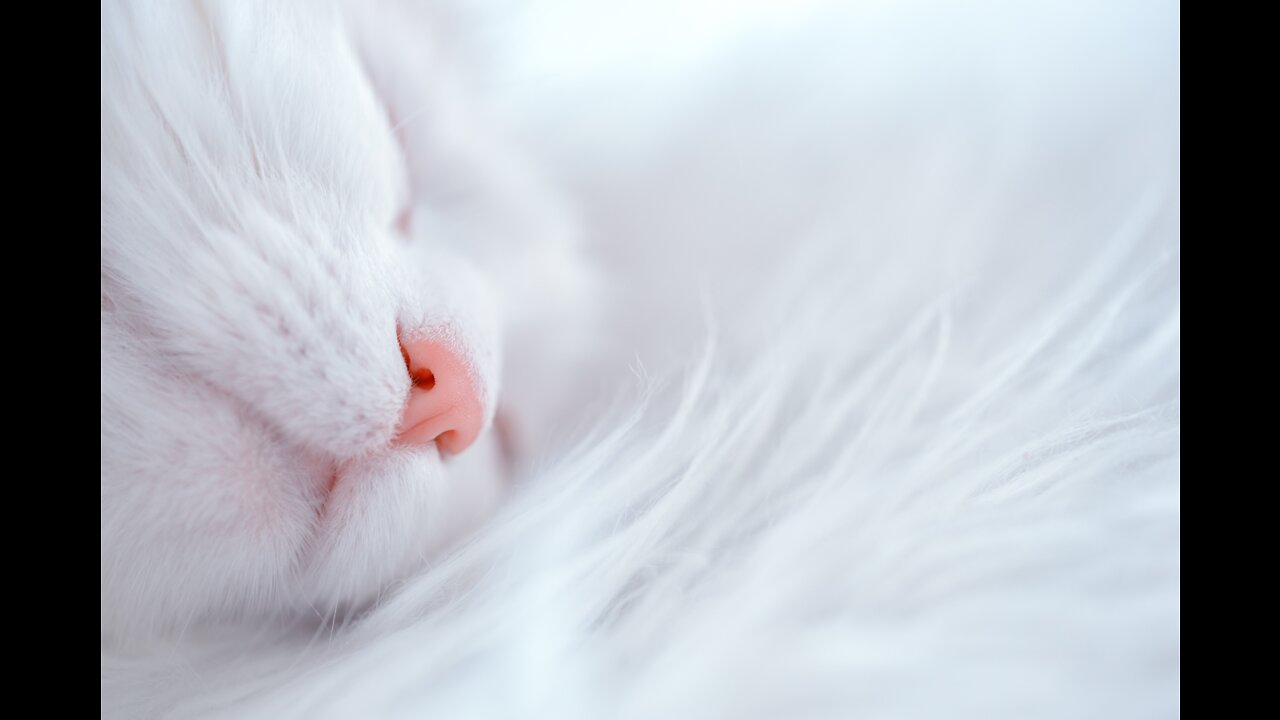 Adorable cute kitten / what a lovely baby cat