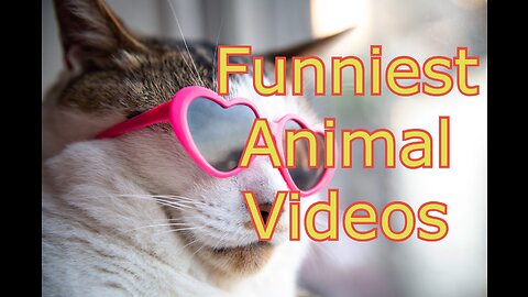 Best Funny Dogs And Cats Videos Funniest Animals Videos 2023