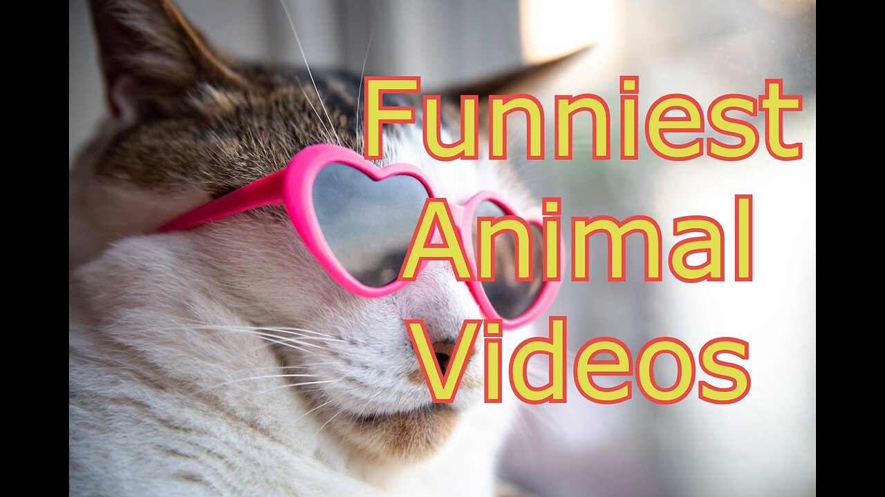 Best Funny Dogs And Cats Videos Funniest Animals Videos 2023