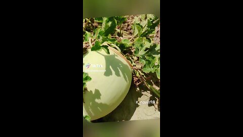 Amazing Fruits