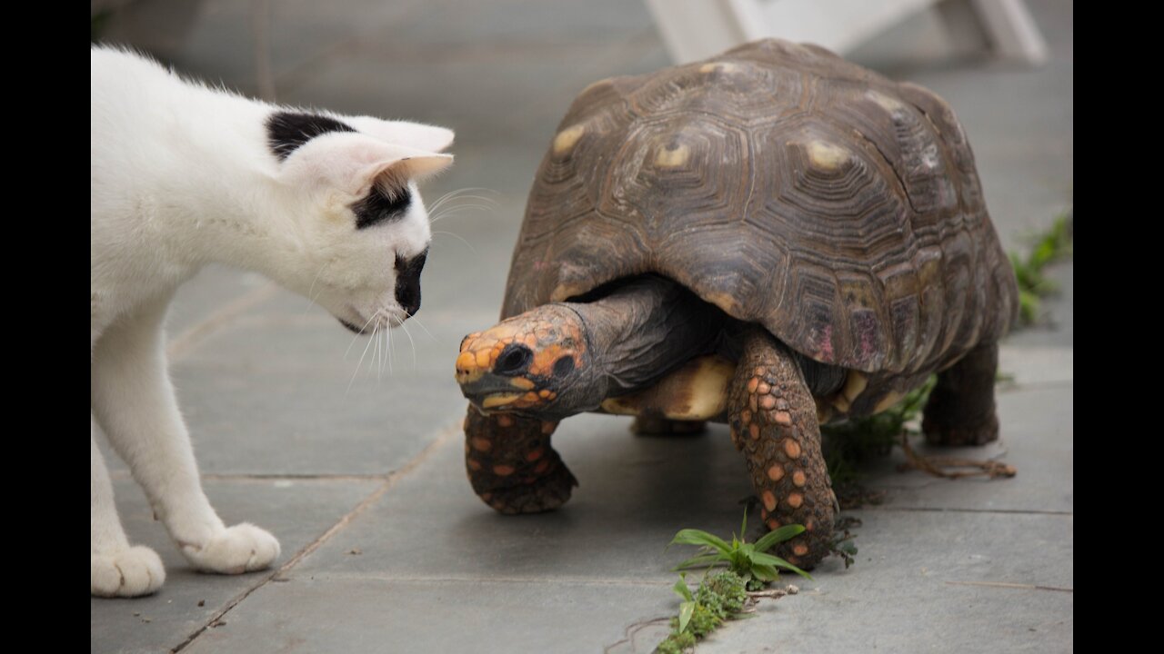 Funny Cat Videos 😹 - Don't try to hold back Laughter 😂