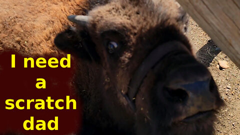 The adorable face of a baby bison when getting a good scratch