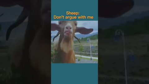 What it says🤪 #animals #sheeps #amazing #likeforlikes #shorts