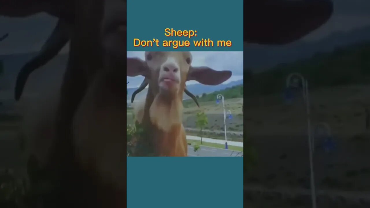 What it says🤪 #animals #sheeps #amazing #likeforlikes #shorts