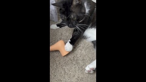Rocco the cat