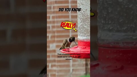 #hummingbird #didyouknow #birds #friday #facts #youtubeshorts #birdwatching