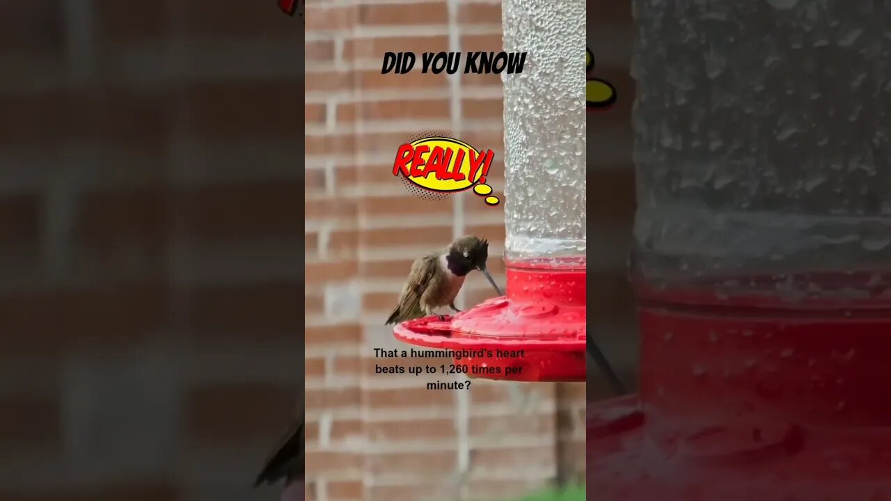 #hummingbird #didyouknow #birds #friday #facts #youtubeshorts #birdwatching