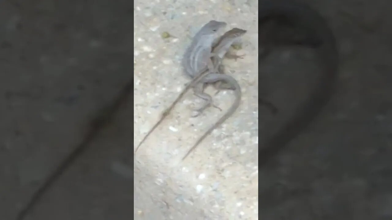 😱 Lizards mating. 1st time ever in my life seeing this!