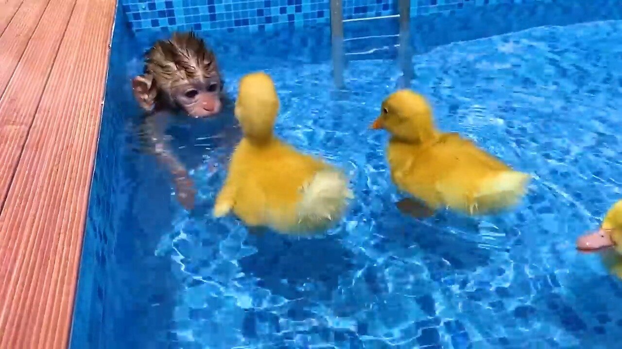 Baby monkey in a pool--2
