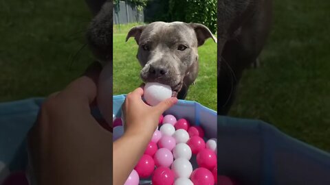 ONE WAY TO KEEP YOUR PUPPY COOL IN SUMMER...#shorts