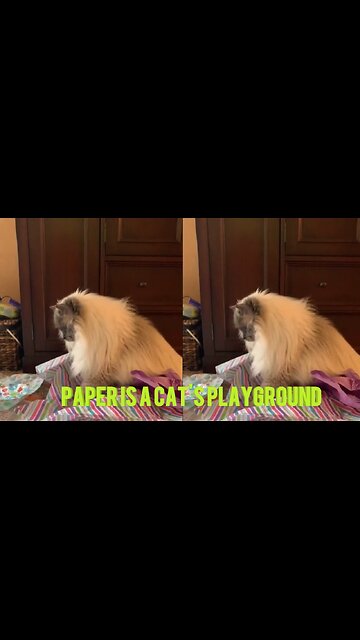 Paper is a cat's playground 🐾