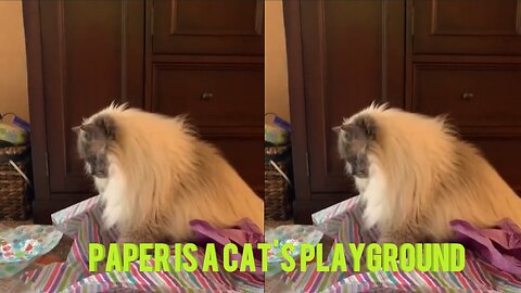 Paper is a cat's playground 🐾
