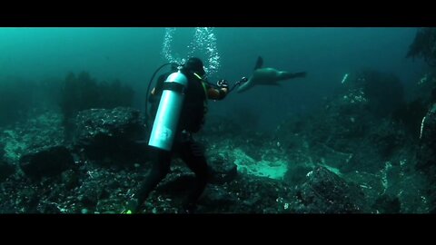 Fight with fish by swimming underwater