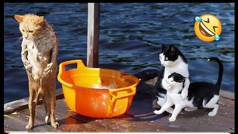 Try Not To Laugh 😂 Dogs And Cats Best Funniest Animals videos 2023