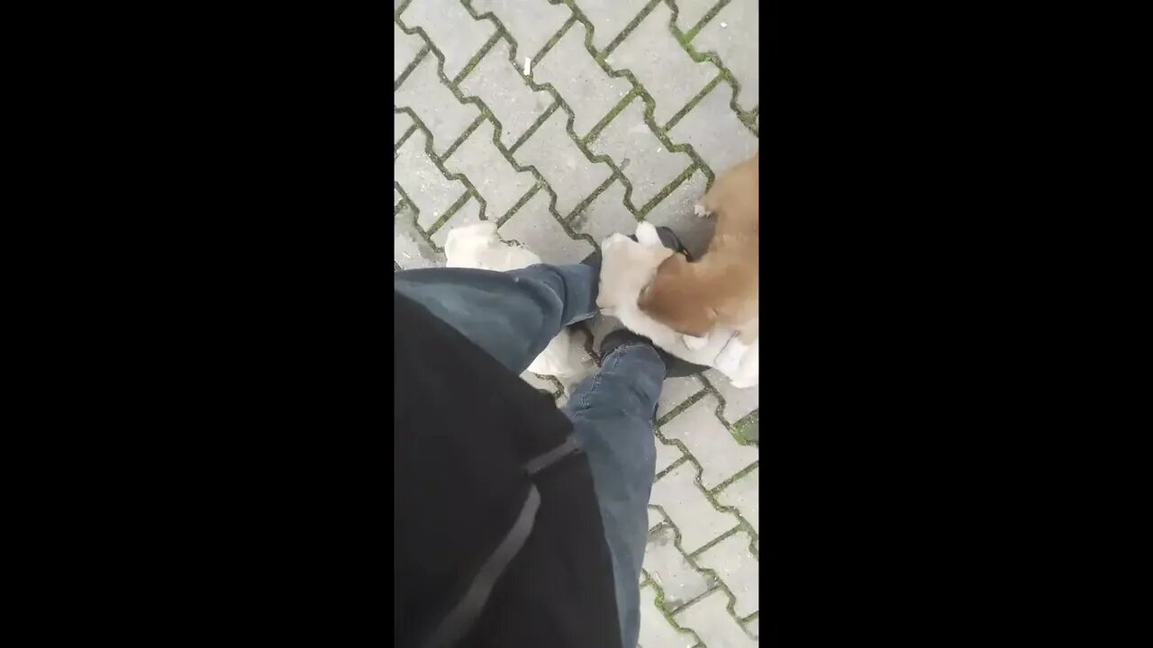Got jumped on by these absolute monster