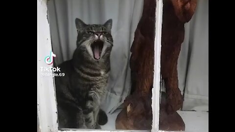 funny cats videos Compilation 🙀🐱😸 #funny #cat