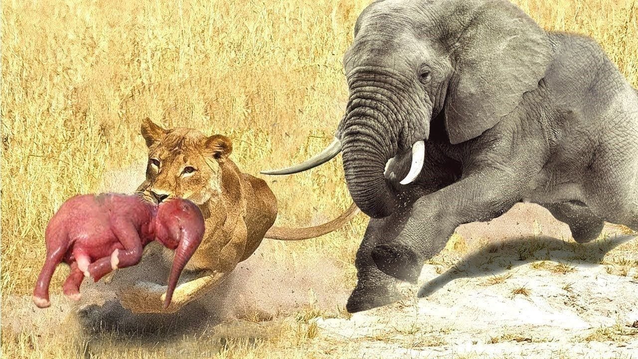 Crazy Moments Of Wild Animals 2023 - Elephant vs lion, leopard vs deer, eagle