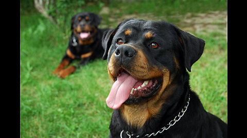BEST Dog Aggression Expert on the planet!! Hands Down!!!