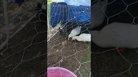 update on ducks #ducksquad