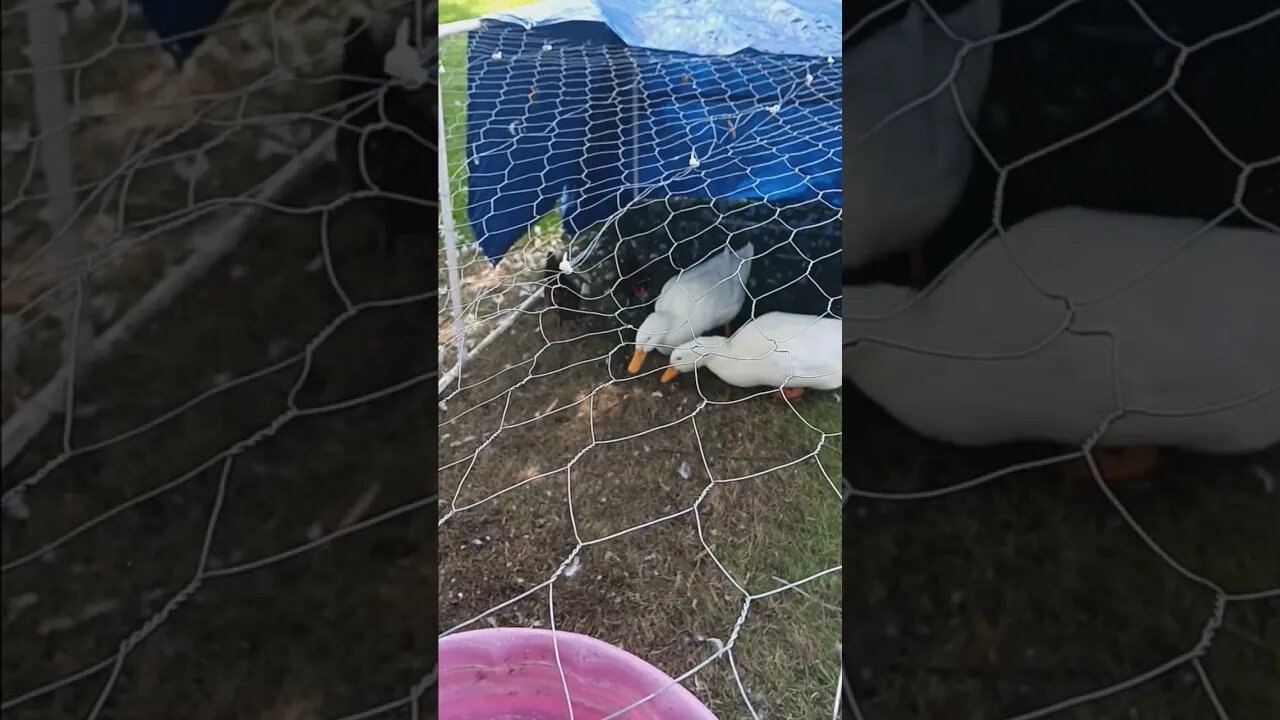 update on ducks #ducksquad