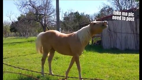 Hilarious Horses! Funny Horse Videos.