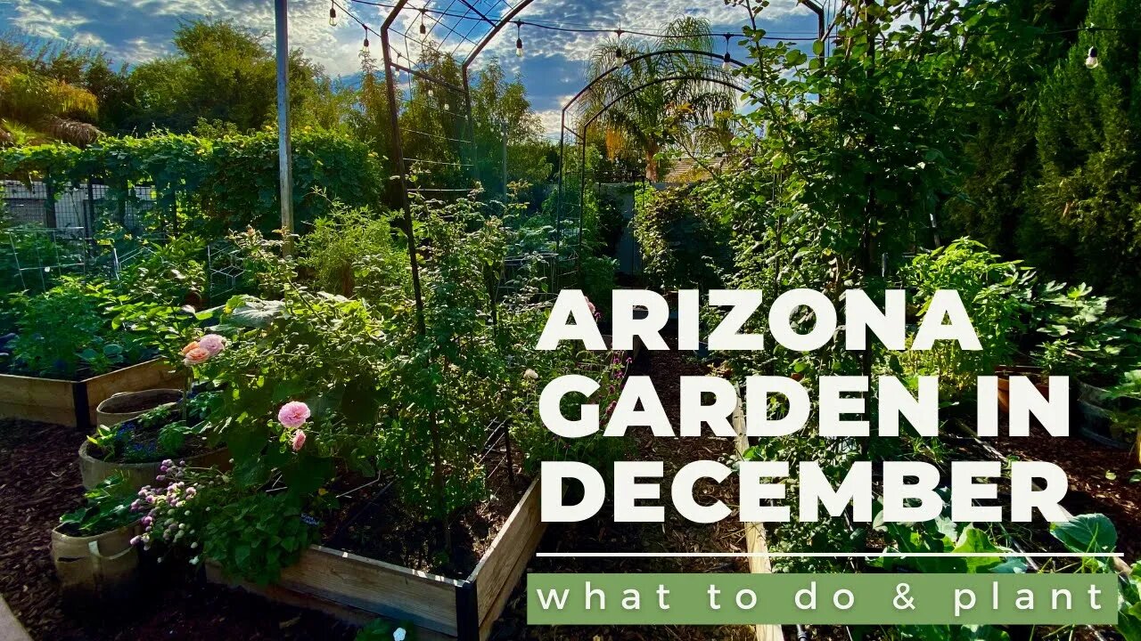 ARIZONA GARDEN in DECEMBER: What TO DO & PLANT plus a GARDEN TOUR