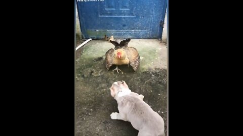 Chicken VS Dog Fight - Funny Dog Fight Videos