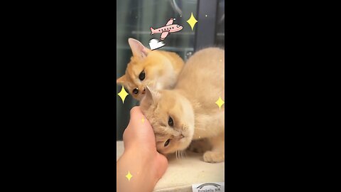 Cute Cat 😺🤩😺 #CuteCat #cat #rumble #FunnyCatMoments