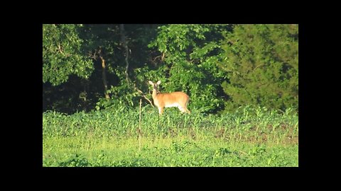 2 Bucks & 2 Does Evening Feeding