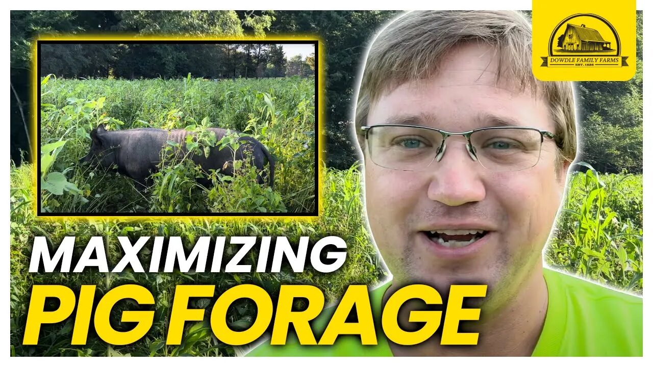 Sizing Pig Paddock to Maximize Pig Forage