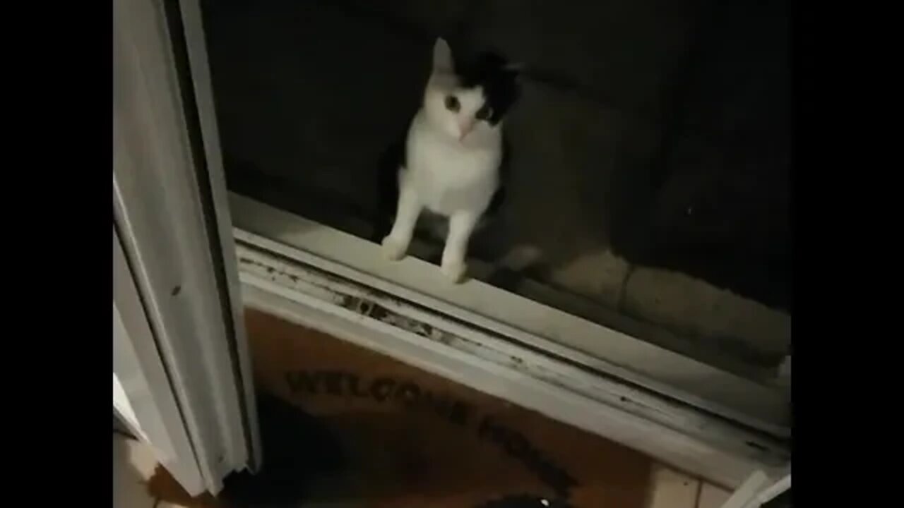 Human, I demand that you let me in right now!