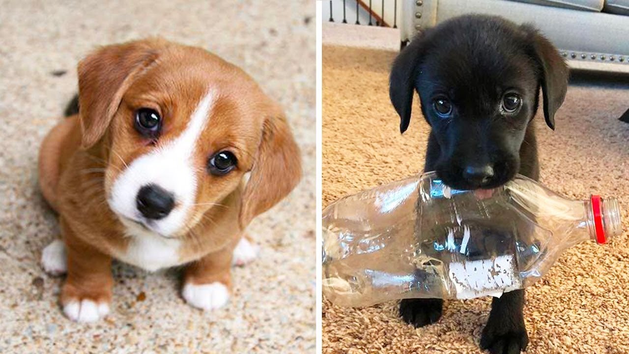 Cute baby animals Videos Compilation