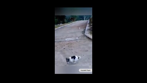 Fanny animals dog video kids