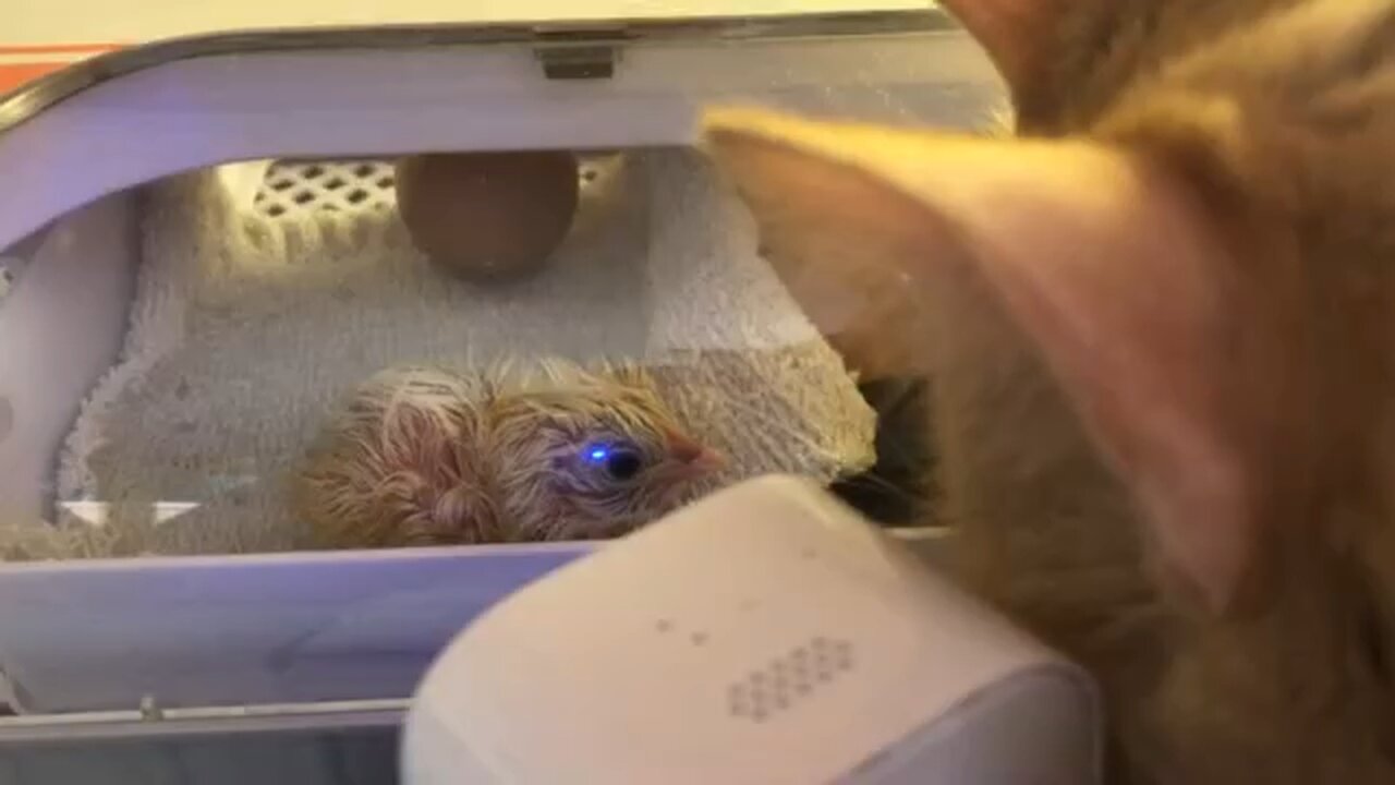 Copper Thinks the Chick is a Toy