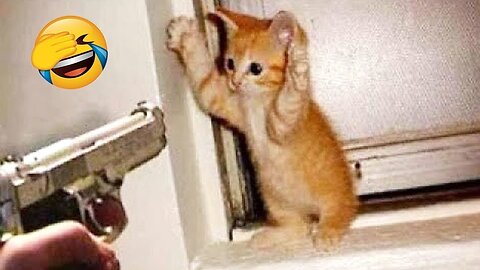 Cat Paws and Chuckles: The Ultimate Animal Comedy Hour!